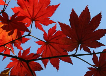 Nature is the ultimate healthcare system