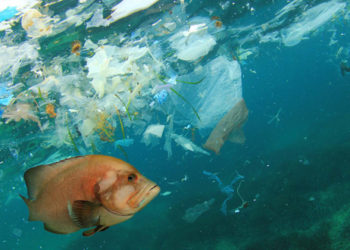 G7 performance on oceans