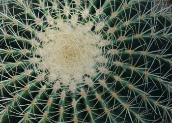 Biodiversity for a better future