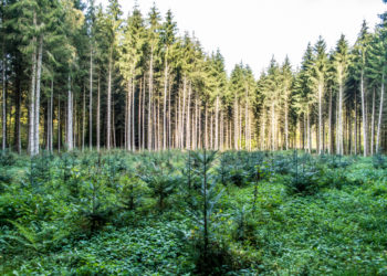 The green shoots of change