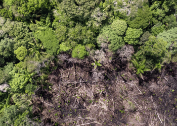 Can we build our resilience by rebuilding trust in nature?