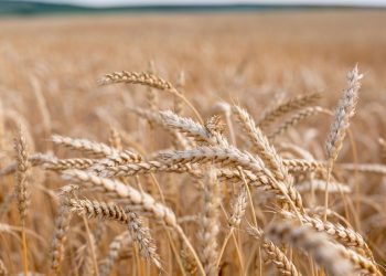 G20 performance on agriculture and food